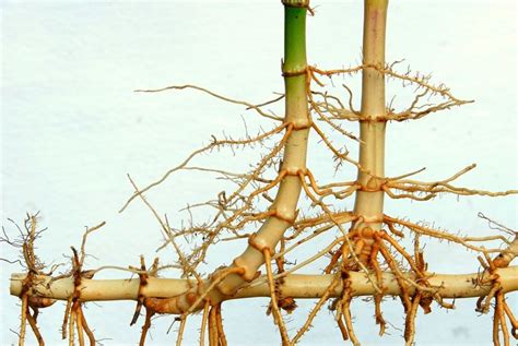 竹子的根系 有空